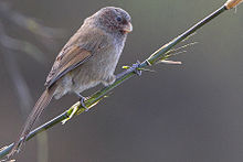 General knowledge about Brown parrotbill