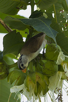 General knowledge about Grey-headed parrotbill