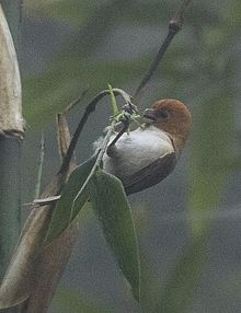 General knowledge about Rufous-headed parrotbill