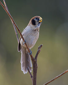 General knowledge about Spot-breasted parrotbill