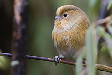 General knowledge about Fulvous parrotbill