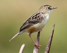 General knowledge about Zitting cisticola