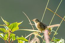 General knowledge about Striated prinia