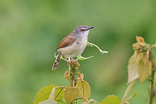 General knowledge about Rufescent prinia