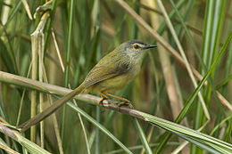 General knowledge about Yellow-bellied prinia