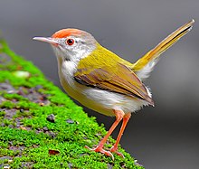 General knowledge about Common tailorbird