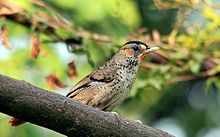 General knowledge about Rufous-chinned laughingthrush