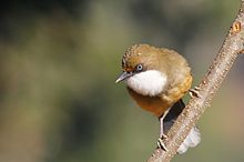 General knowledge about White-throated laughingthrush