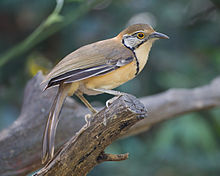 General knowledge about Greater necklaced laughingthrush