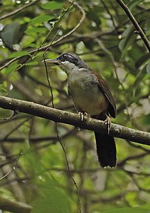 General knowledge about Wynaad laughingthrush