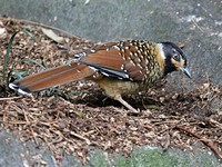 General knowledge about Spotted laughingthrush