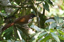 General knowledge about Grey-sided laughingthrush