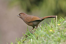 General knowledge about Bhutan laughingthrush