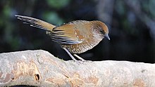 General knowledge about Brown-capped laughingthrush