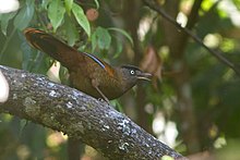 General knowledge about Blue-winged laughingthrush