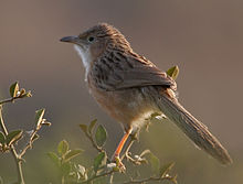 General knowledge about Common babbler