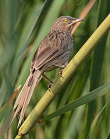 General knowledge about Striated babbler