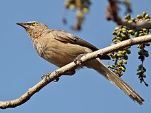 General knowledge about Large grey babbler