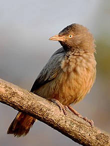 General knowledge about Jungle babbler