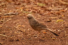 General knowledge about Yellow-billed babbler