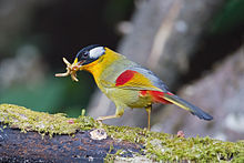 General knowledge about Silver-eared mesia