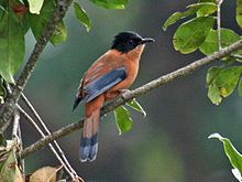 General knowledge about Rufous sibia