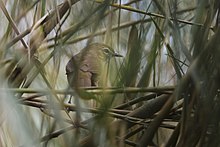 General knowledge about Marsh babbler