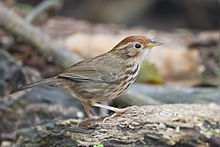 General knowledge about Puff-throated babbler