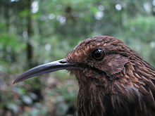 General knowledge about Long-billed wren-babbler