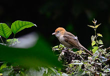 General knowledge about White-hooded babbler