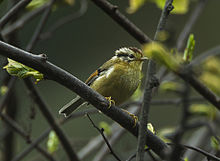 General knowledge about Rufous-winged fulvetta