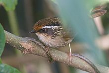 General knowledge about Rusty-capped fulvetta