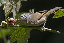 General knowledge about Nepal fulvetta