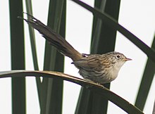 General knowledge about Rufous-vented grass babbler