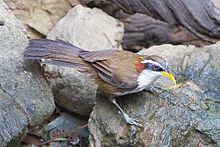 General knowledge about White-browed scimitar babbler