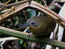 General knowledge about Rufous-throated wren-babbler