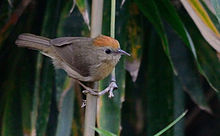 General knowledge about Buff-chested babbler