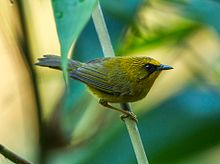 General knowledge about Golden babbler