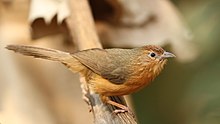 General knowledge about Tawny-bellied babbler