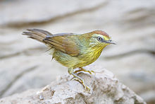 General knowledge about Pin-striped tit-babbler