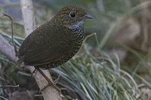 General knowledge about Scaly-breasted wren-babbler