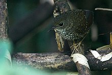 General knowledge about Pygmy wren-babbler