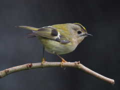 General knowledge about Goldcrest