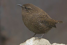 General knowledge about Eurasian wren