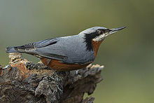 General knowledge about Chestnut-bellied nuthatch