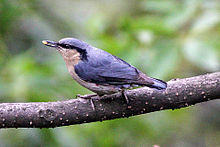 Chestnut-vented nuthatch