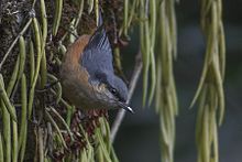 General knowledge about White-tailed nuthatch