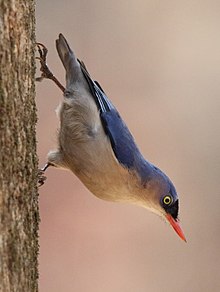 General knowledge about Velvet-fronted nuthatch
