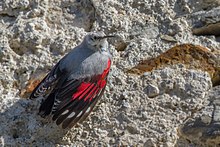 General knowledge about Wallcreeper