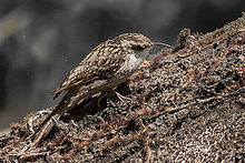 General knowledge about Bar-tailed treecreeper